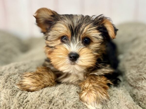 [#29570] Black / Gold Male Yorkshire Terrier Puppies For Sale