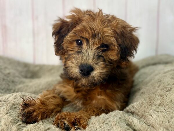 [#29569] Wheaten Female Poodle/Soft Coated Wheaten Terrier Puppies For Sale