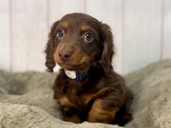 [#29568] Chocolate / Tan Male Dachshund Puppies For Sale