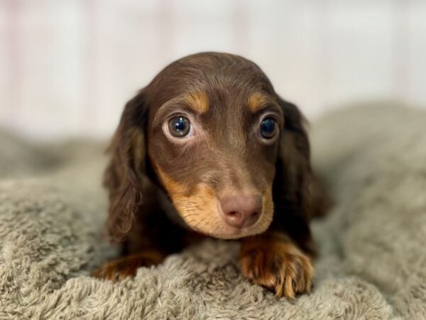 [#29567] Chocolate / Tan Female Dachshund Puppies For Sale