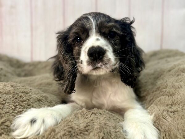 [#29566] Blue Roan Male Cocker Spaniel Puppies For Sale