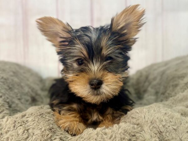 [#29563] Black and Tan Female Silky Terrier Puppies For Sale