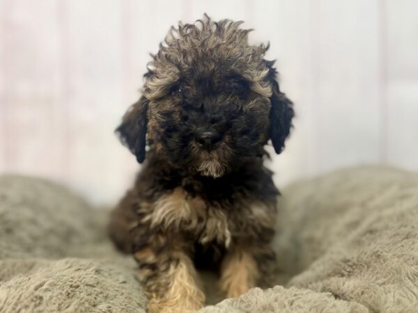 [#29561] Café Female Bichon Frise/Poodle Puppies For Sale