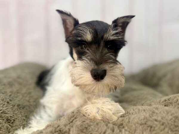 [#29560] Black and Silver Female Miniature Schnauzer Puppies For Sale