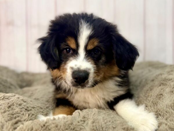 [#29577] Black Tri-Color Male Miniature Australian Shepherd Puppies For Sale