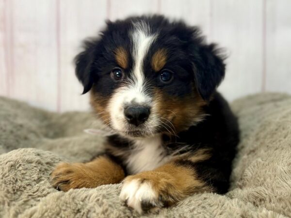 [#29578] Black Tri-Color Male Miniature Australian Shepherd Puppies For Sale
