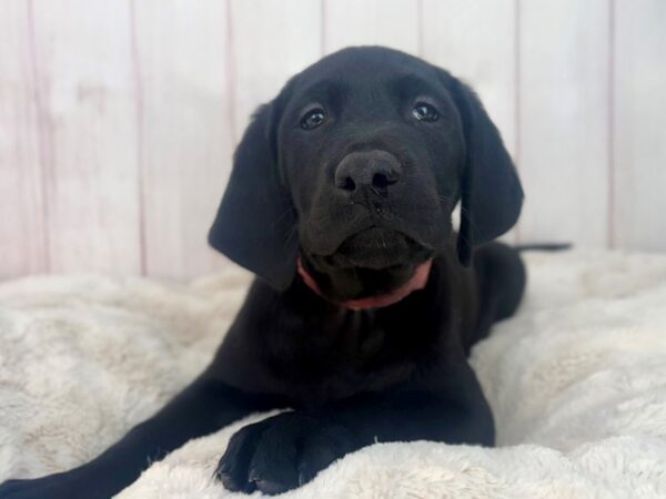[#29581] Black Male Labrador Retriever Puppies For Sale