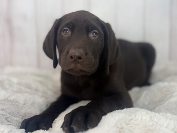 [#29582] Chocolate Male Labrador Retriever Puppies For Sale