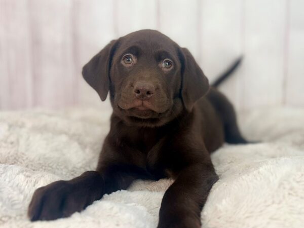 [#29584] Chocolate Female Labrador Retriever Puppies For Sale