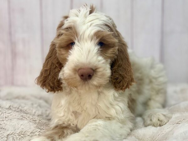 [#29585] Brown & White Parti Male F1B Goldendoodle Puppies For Sale