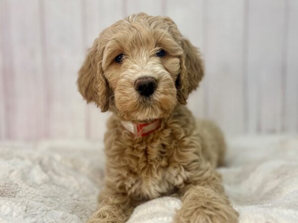 [#29587] Brown Female F1B Goldendoodle Puppies For Sale