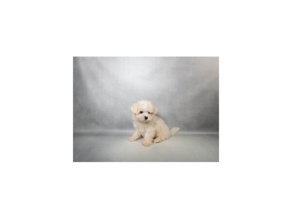 [#29589] White Male Maltese Puppies For Sale