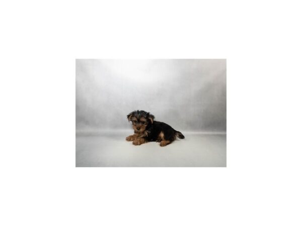 [#29591] Black and Tan Female Yorkshire Terrier Puppies For Sale