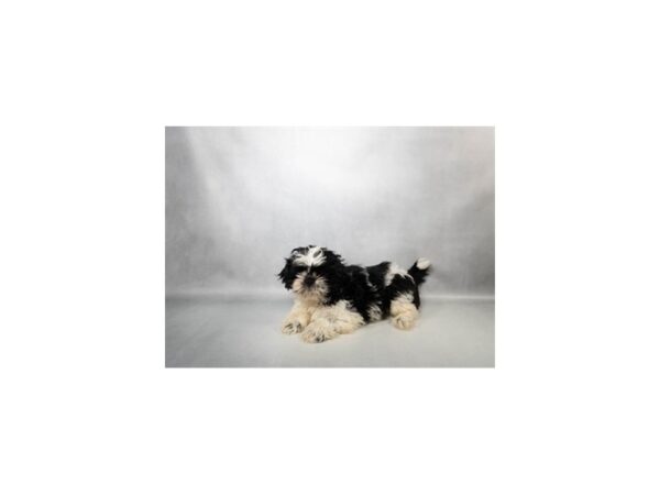 [#29592] Black and White Female Shih Tzu Puppies For Sale