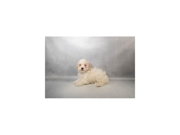 [#29593] White and Buff Female Bichon Frise/Poodle Puppies For Sale