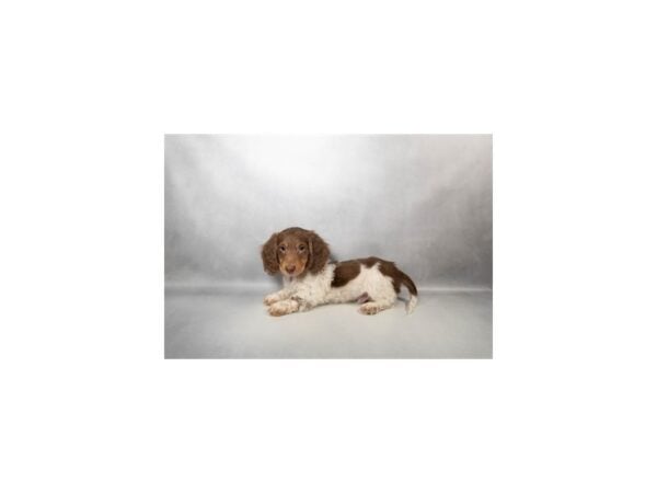 [#29595] Chocolate and Tan Male Dachshund Puppies For Sale