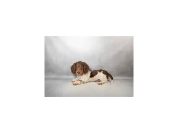 [#29595] Chocolate and Tan Male Dachshund Puppies For Sale