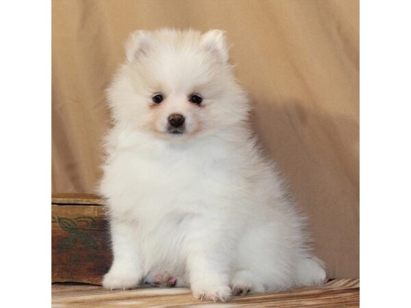 [#29596] White / Cream Female Pomeranian Puppies For Sale