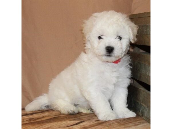 [#29598] White Male Bichon Frise Puppies For Sale