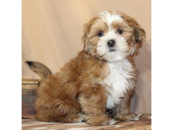 [#29603] Golden Female Lhasa Apso Puppies For Sale