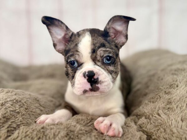 [#29590] Blue Merle and White Male Boston Terrier Puppies For Sale