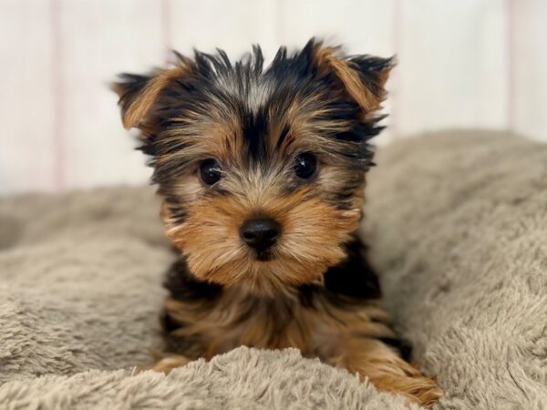 [#29591] Black and Tan Female Yorkshire Terrier Puppies For Sale