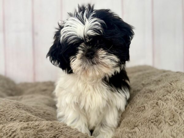 [#29592] Black and White Female Shih Tzu Puppies For Sale