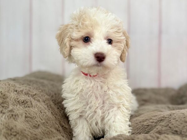 [#29593] White and Buff Female Bichon Frise/Poodle Puppies For Sale