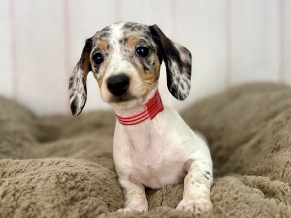 [#29594] Black and Silver Dapple Female Dachshund Puppies For Sale