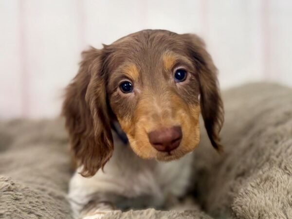 [#29595] Chocolate and Tan Male Dachshund Puppies For Sale