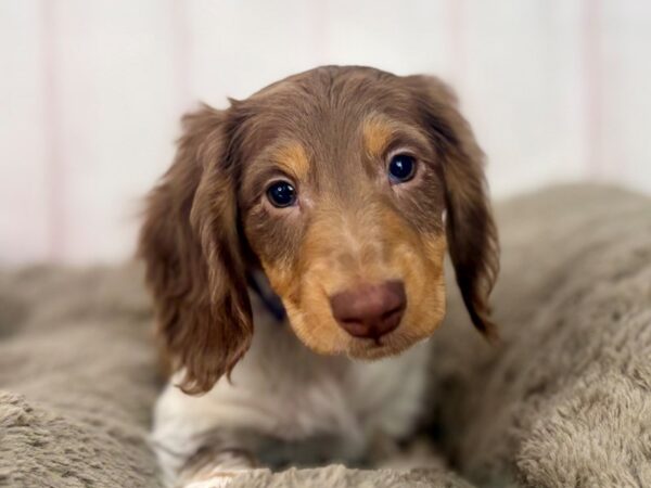 [#29595] Chocolate and Tan Male Dachshund Puppies For Sale