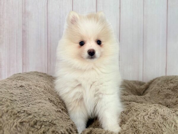 [#29596] White / Cream Female Pomeranian Puppies For Sale