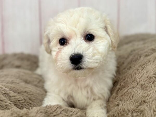 [#29597] White Female Bichon Frise Puppies For Sale