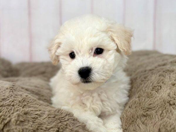 [#29598] White Male Bichon Frise Puppies For Sale