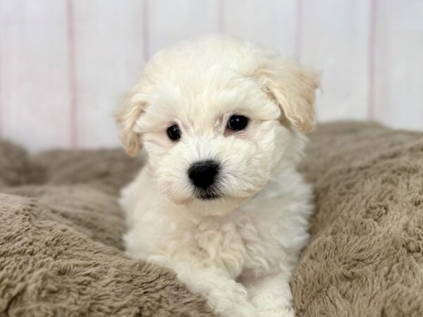 [#29598] White Male Bichon Frise Puppies For Sale