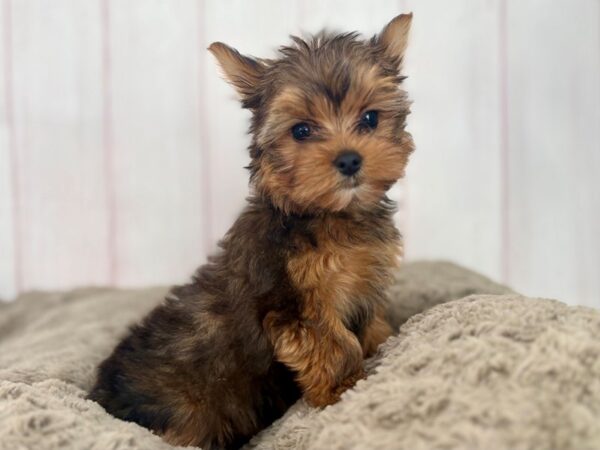 [#29601] Red Sable Male Yorkshire Terrier Puppies For Sale