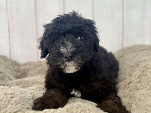 [#29600] Black / Tan Male F1B Mini Bernedoodle Puppies For Sale