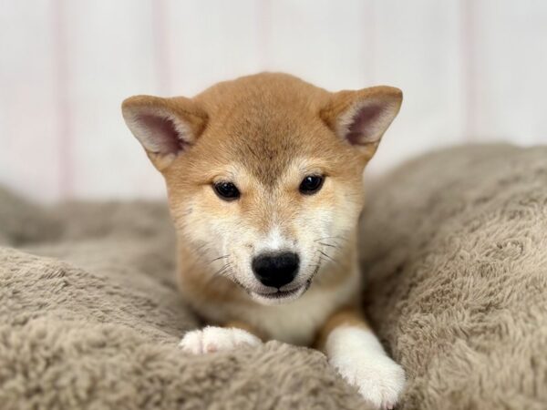 [#29602] Red Sesame Male Shiba Inu Puppies For Sale