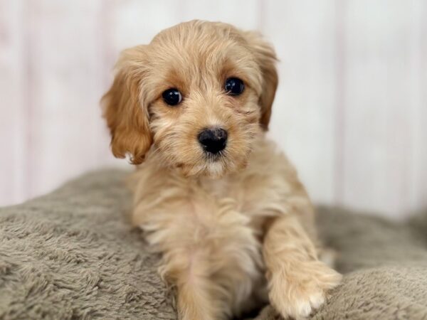 [#29599] Apricot Female F1B Mini Bernedoodle Puppies For Sale