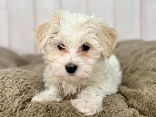 [#29588] White Male Maltese Puppies For Sale