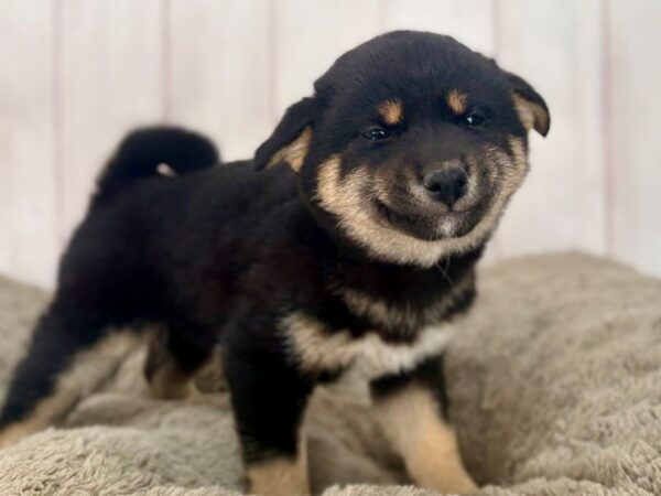 [#29606] Black Tri Female Shiba Inu Puppies For Sale