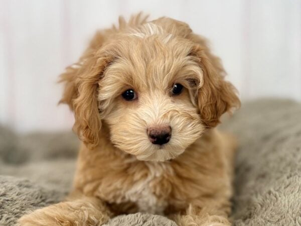 [#29609] Brown /w Wht Markings Female F1B Cockapoo Puppies For Sale