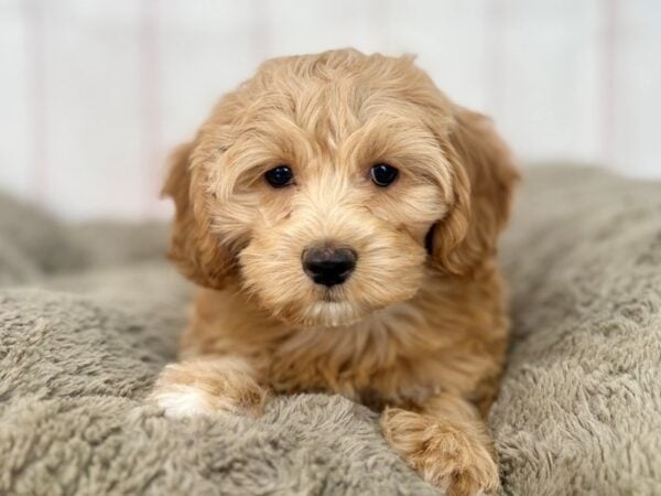 [#29608] Brown /w Wht Markings Male F1B Cockapoo Puppies For Sale