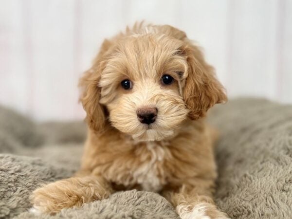 [#29610] Brown /w Wht Markings Female F1B Cockapoo Puppies For Sale