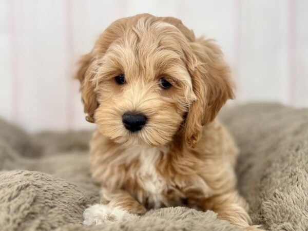 [#29607] Brown /w Wht Markings Male F1B Cockapoo Puppies For Sale