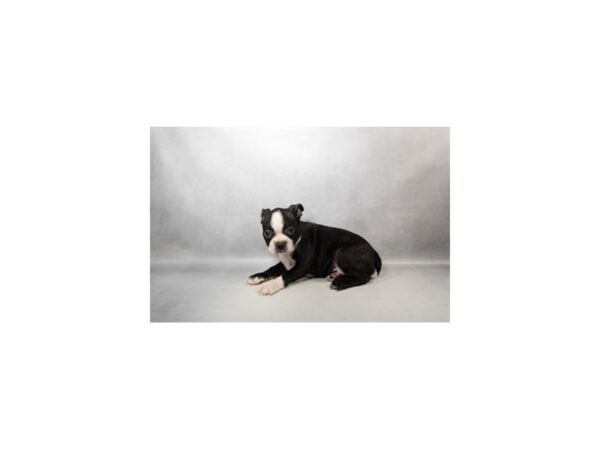 [#29611] Black Brindle and White Male Boston Terrier Puppies For Sale