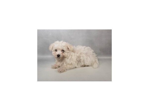 [#29612] White Female Maltese Puppies For Sale