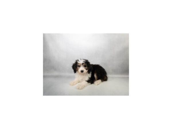 [#29616] Black and Tan Female Poodle/Toy Australian Shepherd Puppies For Sale