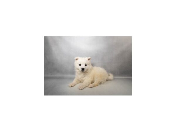 [#29618] White Male American Eskimo Dog Puppies For Sale