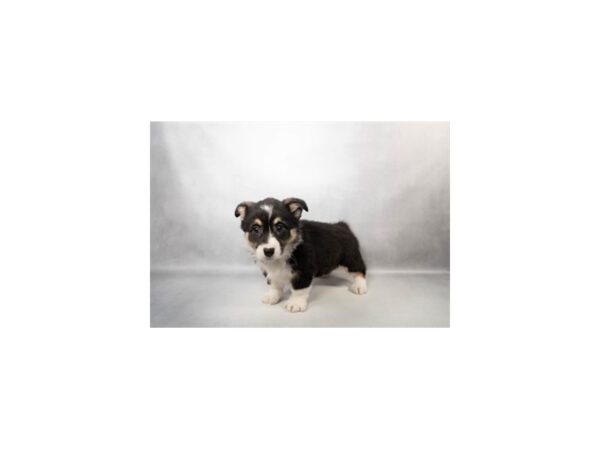 [#29619] Black and Tan Female Pembroke Welsh Corgi Puppies For Sale